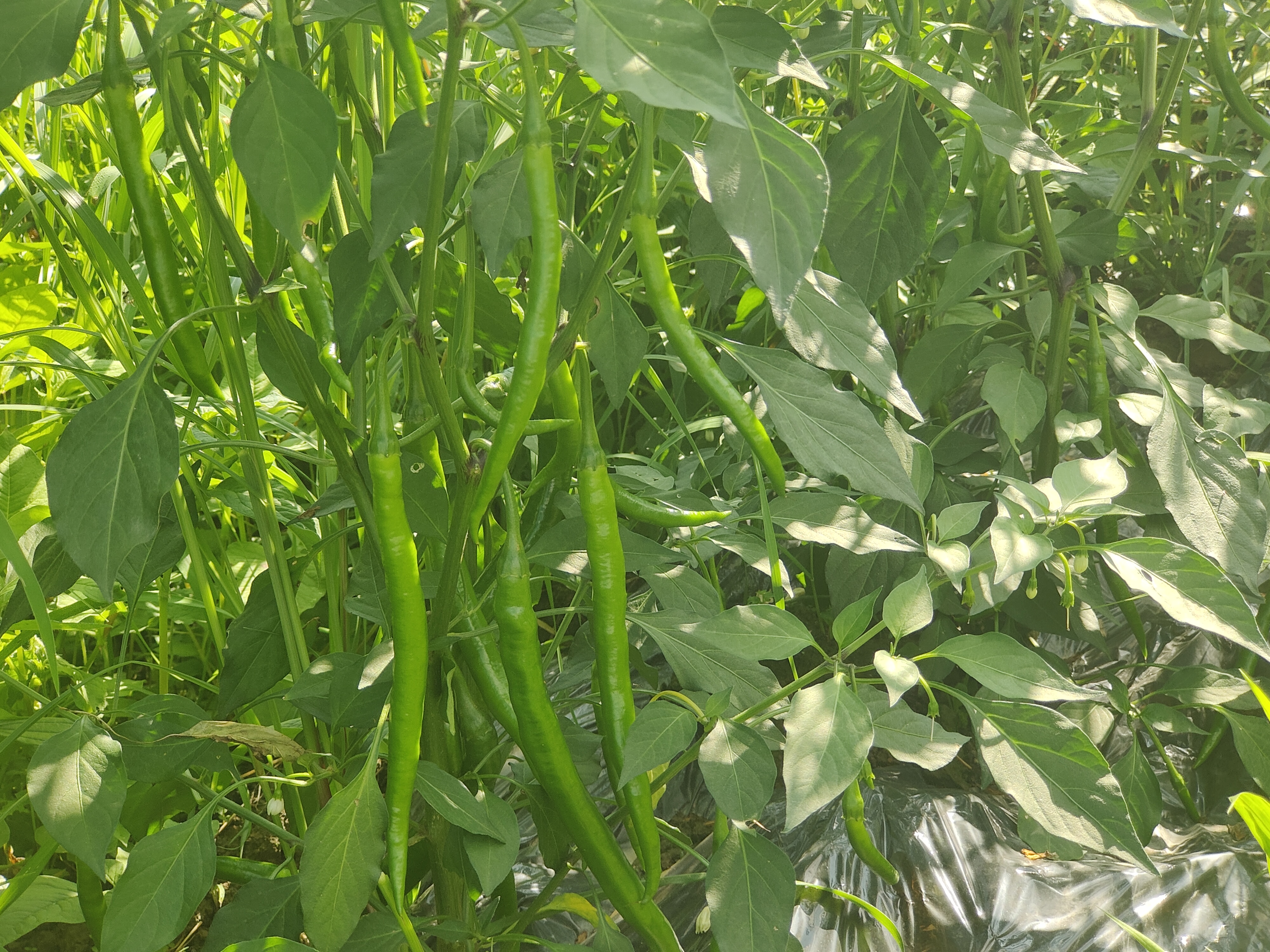 二荆条鲜辣椒特写