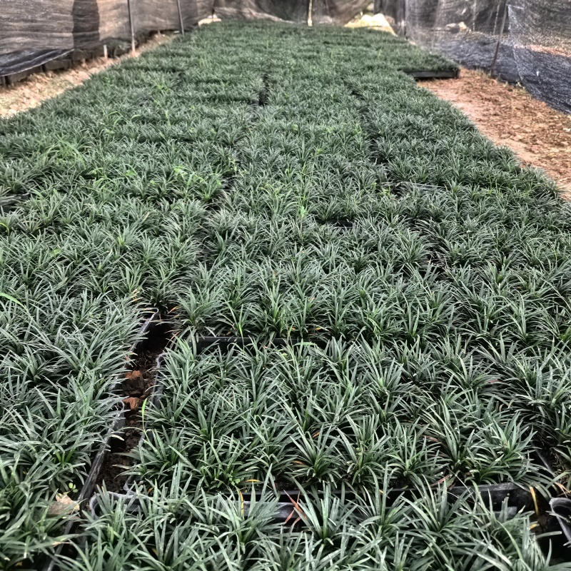 苗圃直供方盘玉龙草盆苗玉龙草地苗根系发达成活率好价格实惠