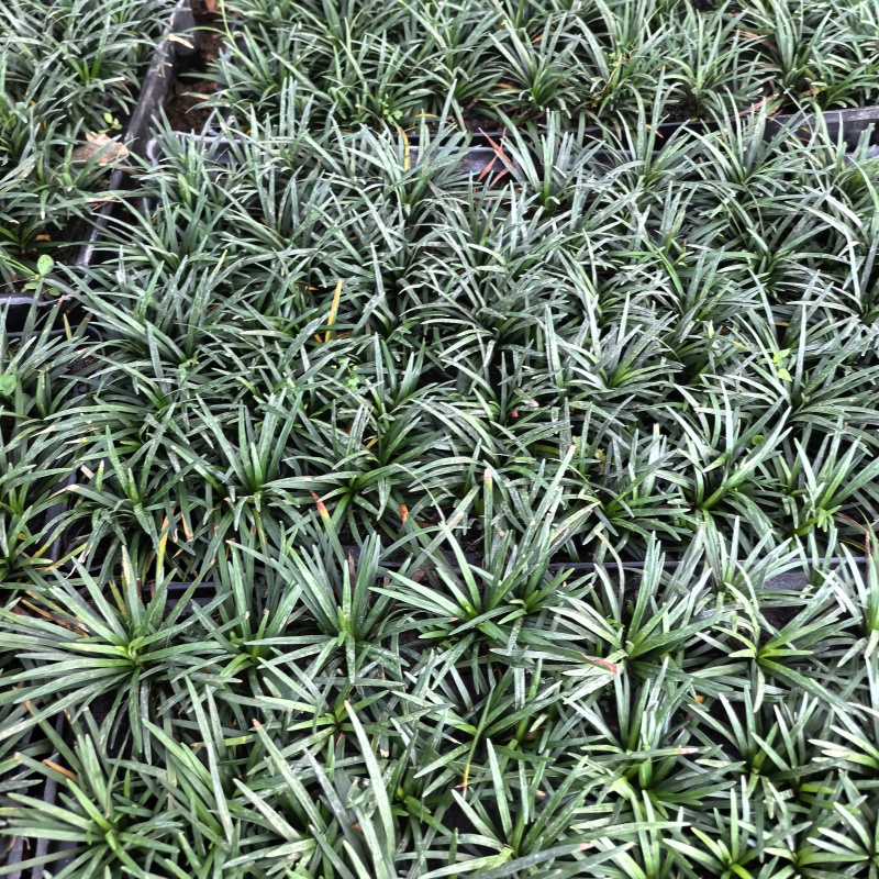 苗圃直供方盘玉龙草盆苗玉龙草地苗根系发达成活率好价格实惠