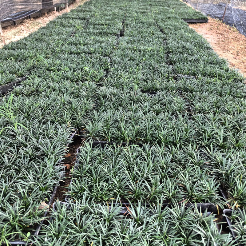 苗圃直供方盘玉龙草盆苗玉龙草地苗根系发达成活率好价格实惠