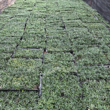 苗圃直供方盘玉龙草盆苗玉龙草地苗根系发达成活率好价格实惠