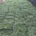 苗圃直供方盘玉龙草盆苗玉龙草地苗根系发达成活率好价格实惠