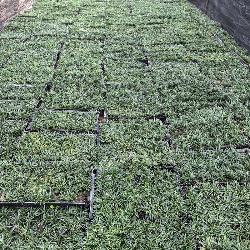 苗圃直供方盘玉龙草盆苗玉龙草地苗根系发达成活率好价格实惠