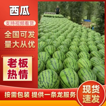 吉林庆红999西瓜大量供应全国代发质量三包可视频验货