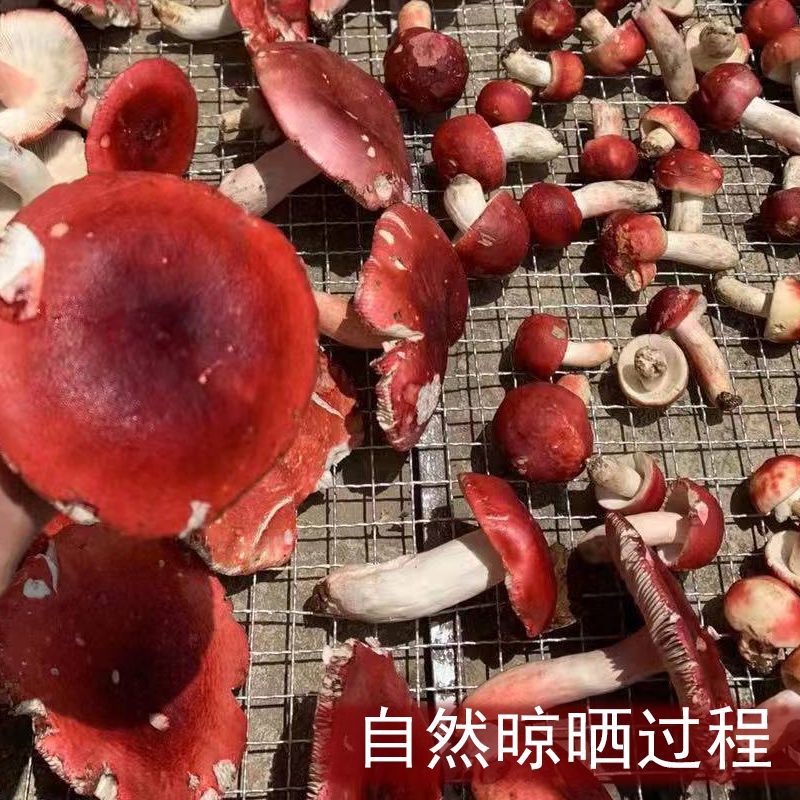 【品质纯正】精品野生干红菇货真价实手工精选新货