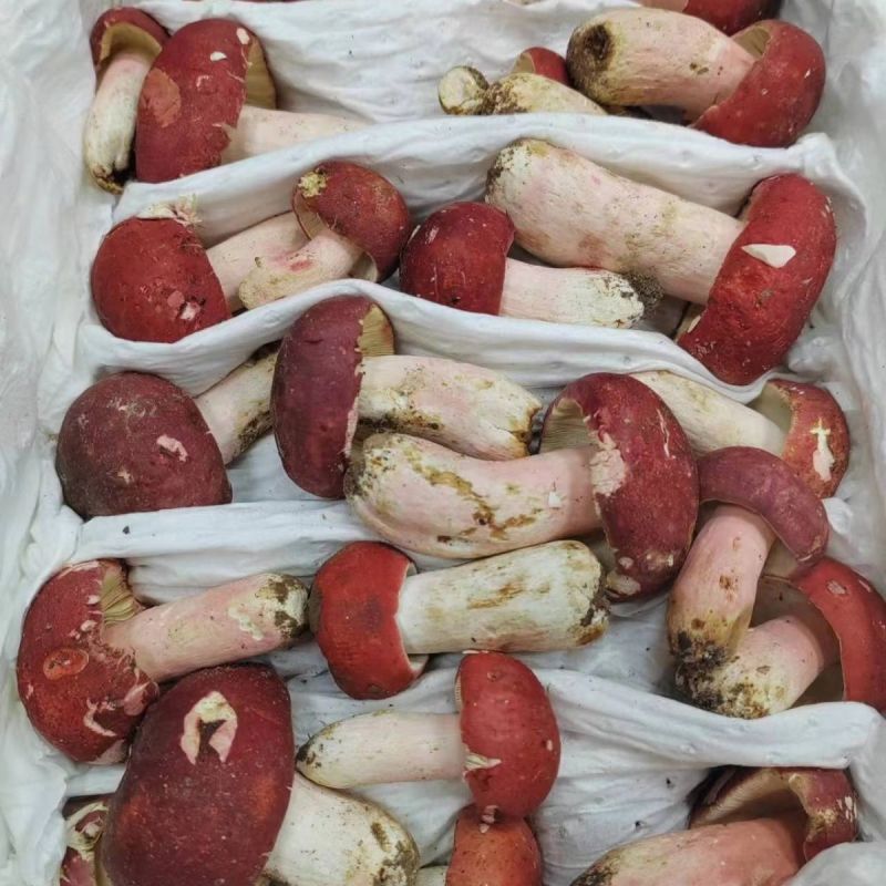 【品质纯正】精品野生干红菇货真价实手工精选新货