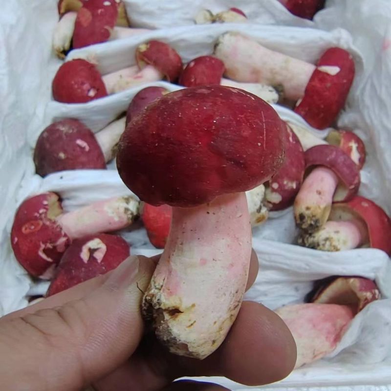 【品质纯正】精品野生干红菇货真价实手工精选新货