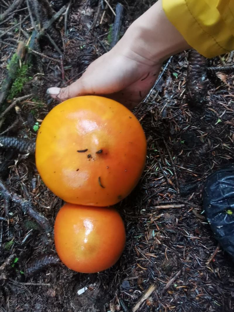 野生鹅蛋菌干