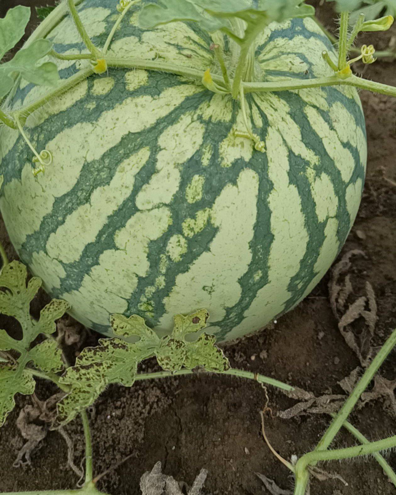 [美都西瓜批发]安徽亳州涡阳县西瓜 0.80元/斤头茬美都需要的 _ 一亩田