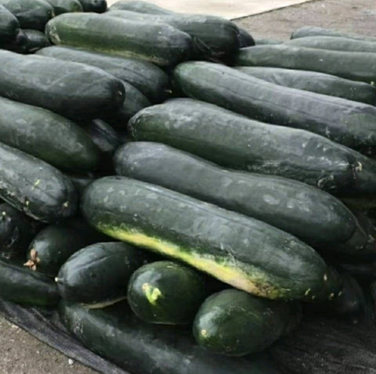 炒好的黑皮冬瓜成品图