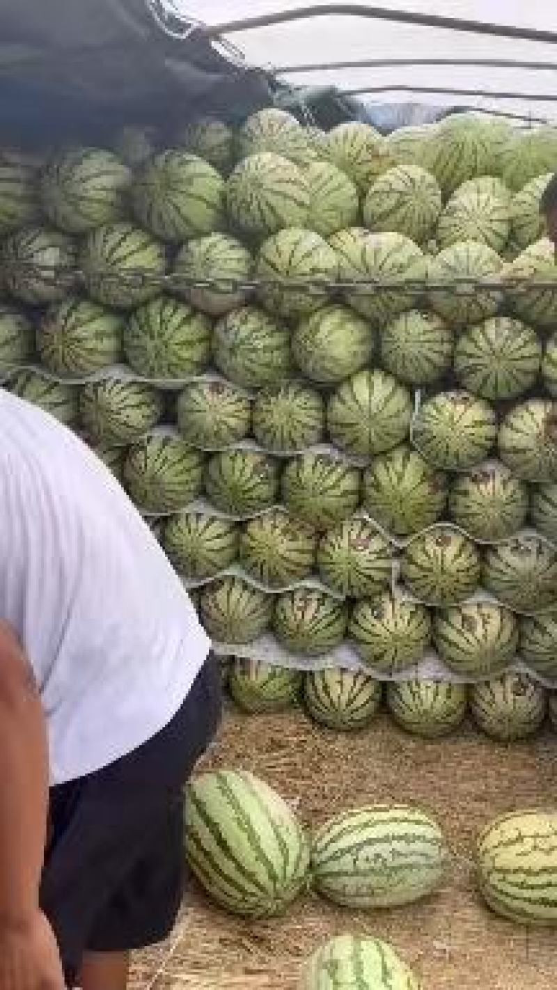 宁夏香山石头瓜品质保证价格美丽欢迎来电洽谈诚信经营