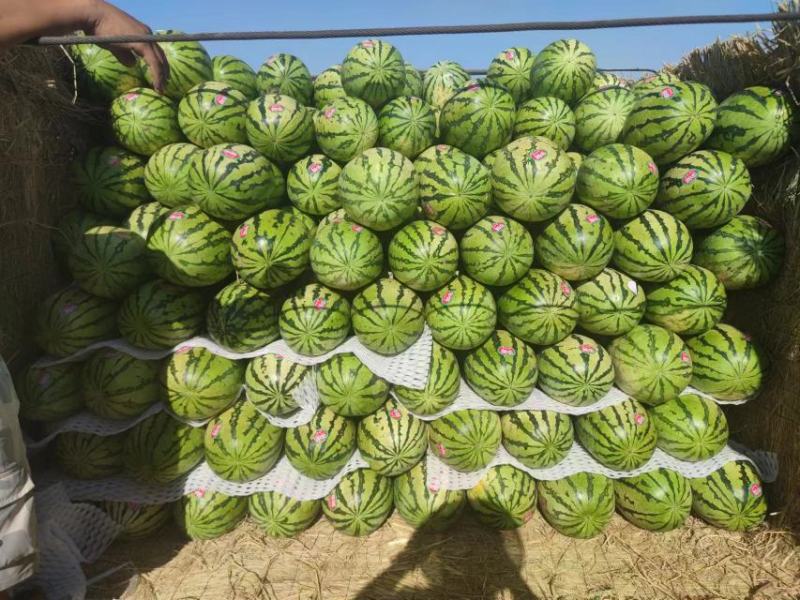 宁夏香山石头瓜品质保证价格美丽欢迎来电洽谈诚信经营