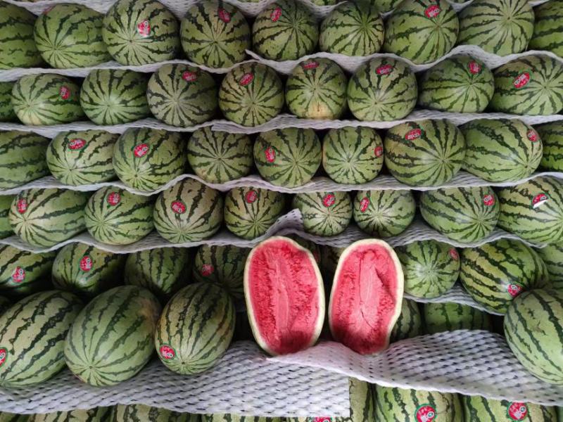 宁夏香山石头瓜品质保证价格美丽欢迎来电洽谈诚信经营