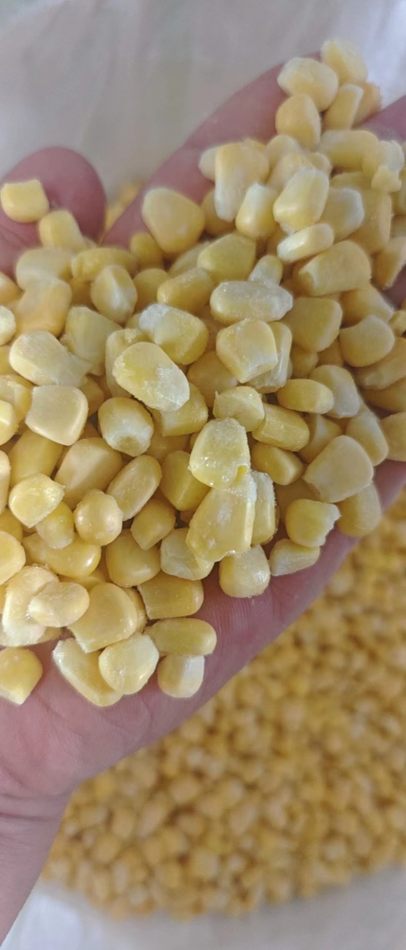 速冻玉米粒水果玉米粒甜玉米粒大量供货