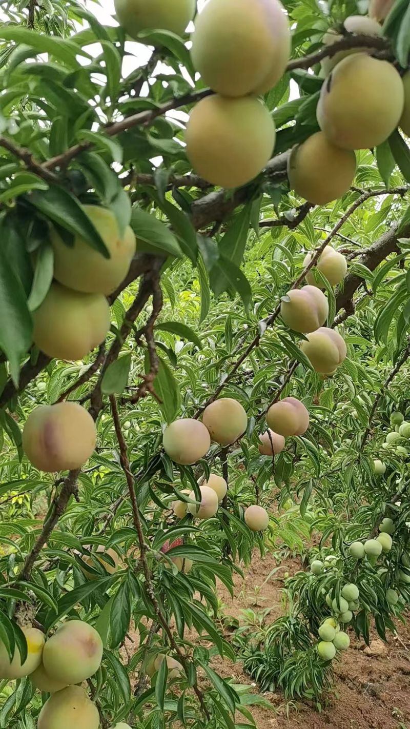秋季李子