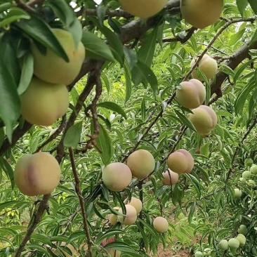 秋季李子