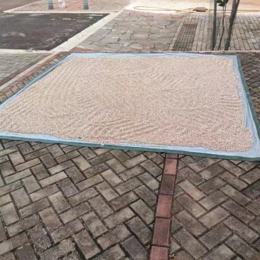 杏核