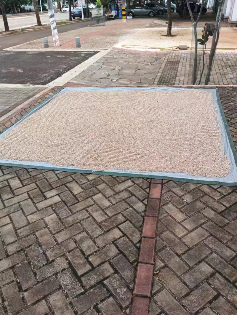 杏核