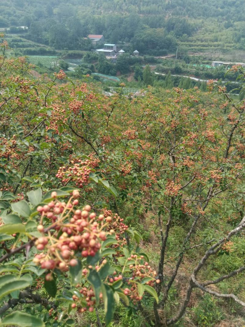 山东热销现摘鲜花椒产地直发货源充足欢迎来电咨询