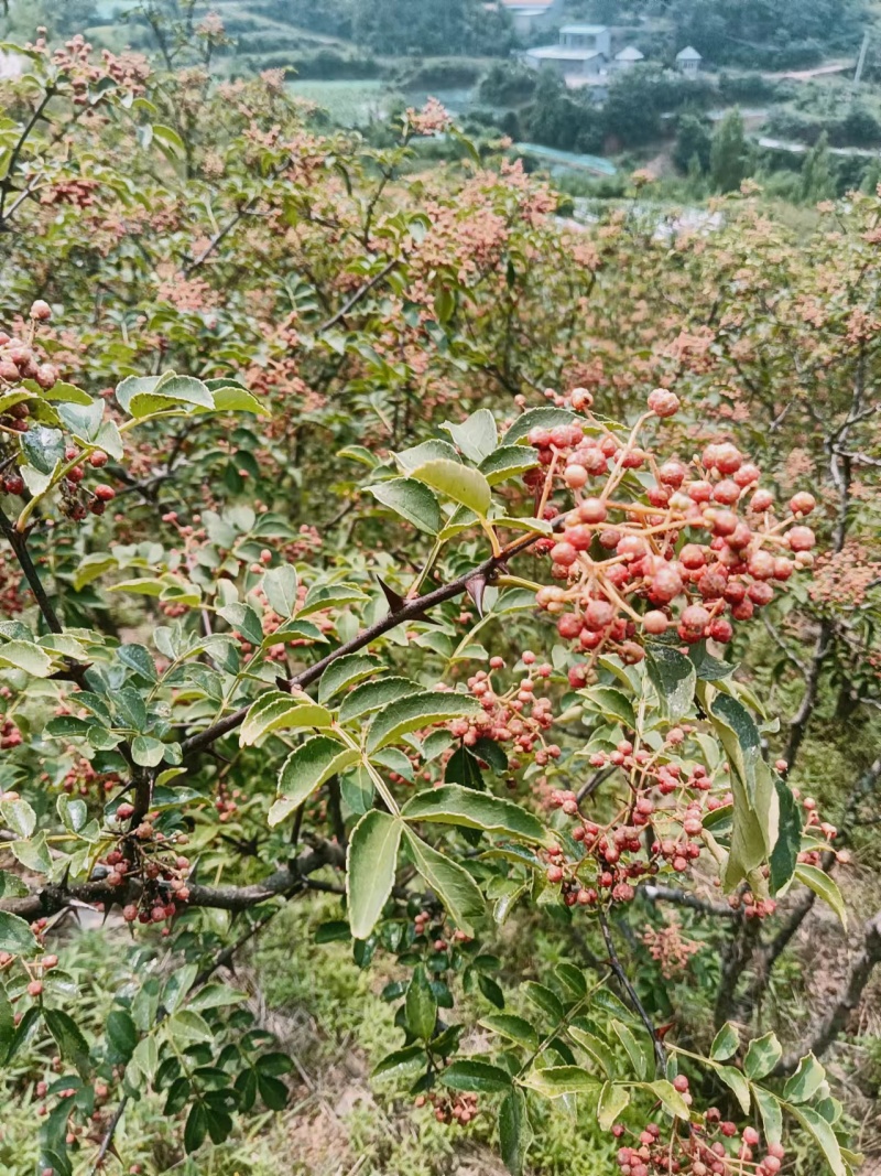 山东热销现摘鲜花椒产地直发货源充足欢迎来电咨询