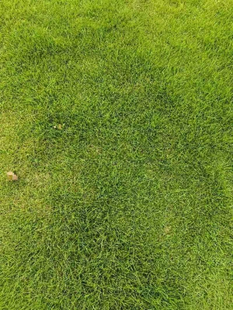马尼拉草皮