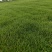 马尼拉草皮