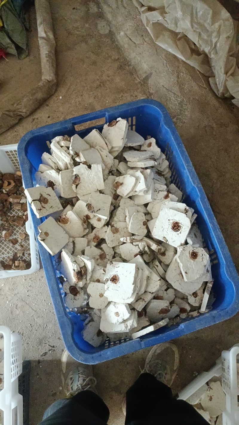 无硫特心丁茯苓中心丁茯苓块白茯苓产地厂家直销
