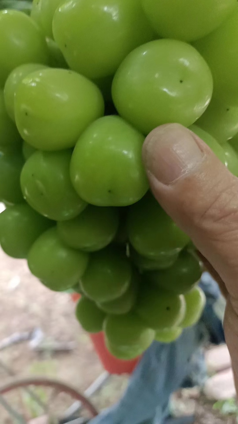 阳光玫瑰/江苏阳光玫瑰/对接商超各大市场/量大价优