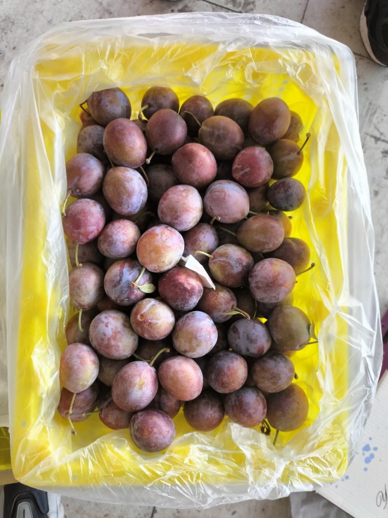 西梅河北涿鹿产区个头大糖度25量大质优