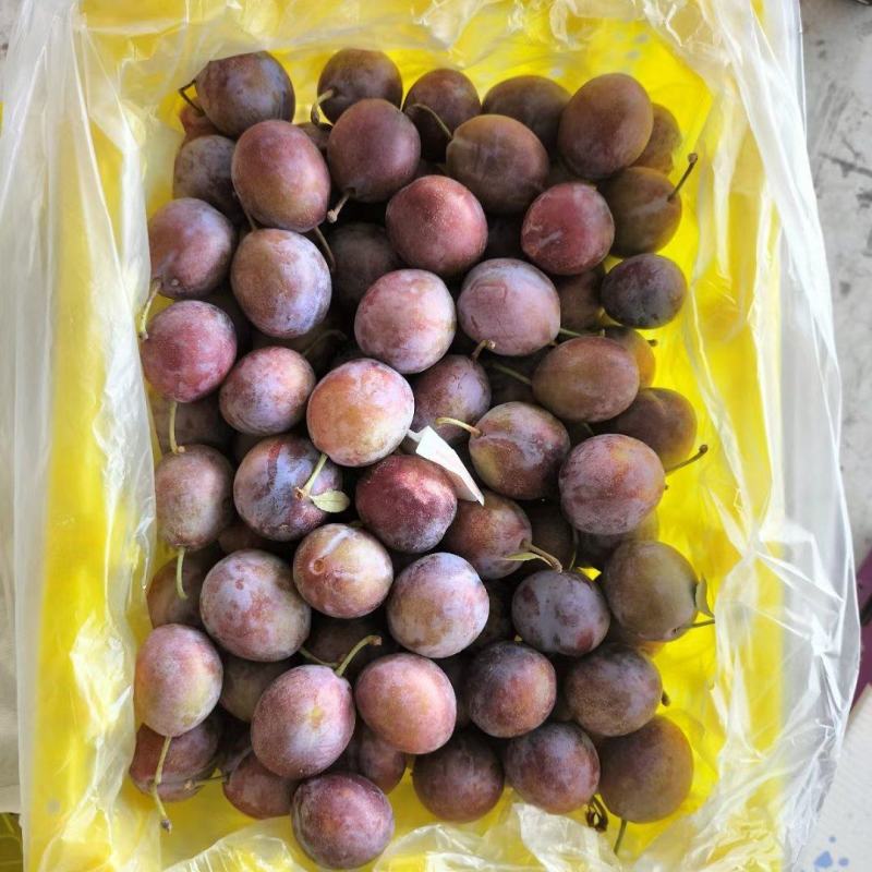 西梅河北涿鹿产区个头大糖度25量大质优