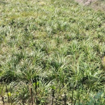 红心宽叶石菖蒲苗野生种植带泥带根新鲜现挖现发石菖蒲种苗
