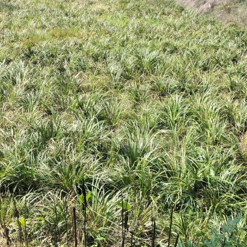 红心宽叶石菖蒲苗野生种植带泥带根新鲜现挖现发石菖蒲种苗