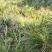 红心宽叶石菖蒲苗野生种植带泥带根新鲜现挖现发石菖蒲种苗
