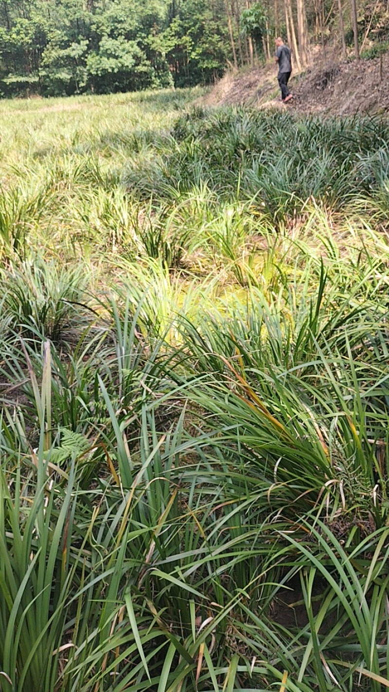 红心宽叶石菖蒲苗野生种植带泥带根新鲜现挖现发石菖蒲种苗