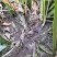 红心宽叶石菖蒲苗野生种植带泥带根新鲜现挖现发石菖蒲种苗
