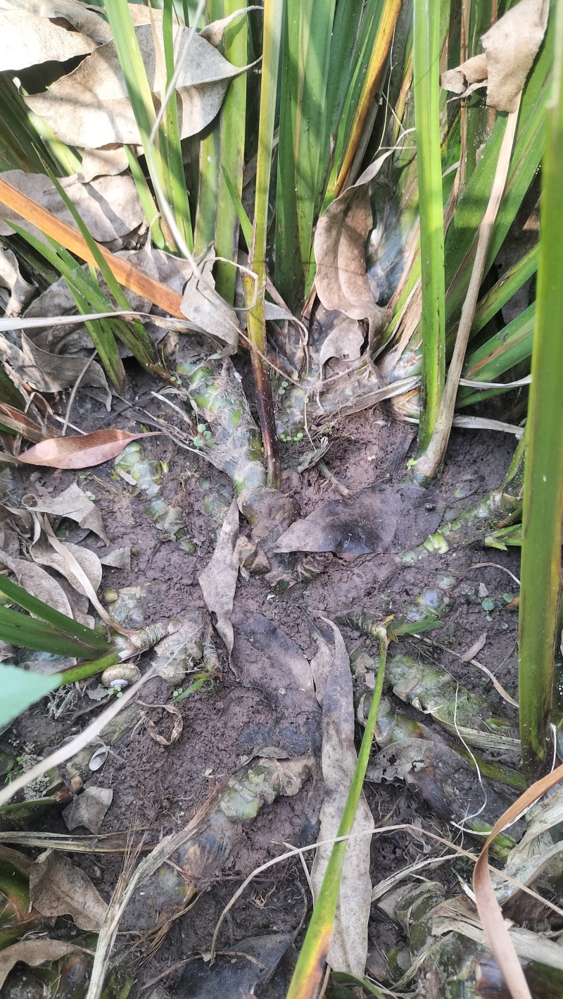 红心宽叶石菖蒲苗野生种植带泥带根新鲜现挖现发石菖蒲种苗