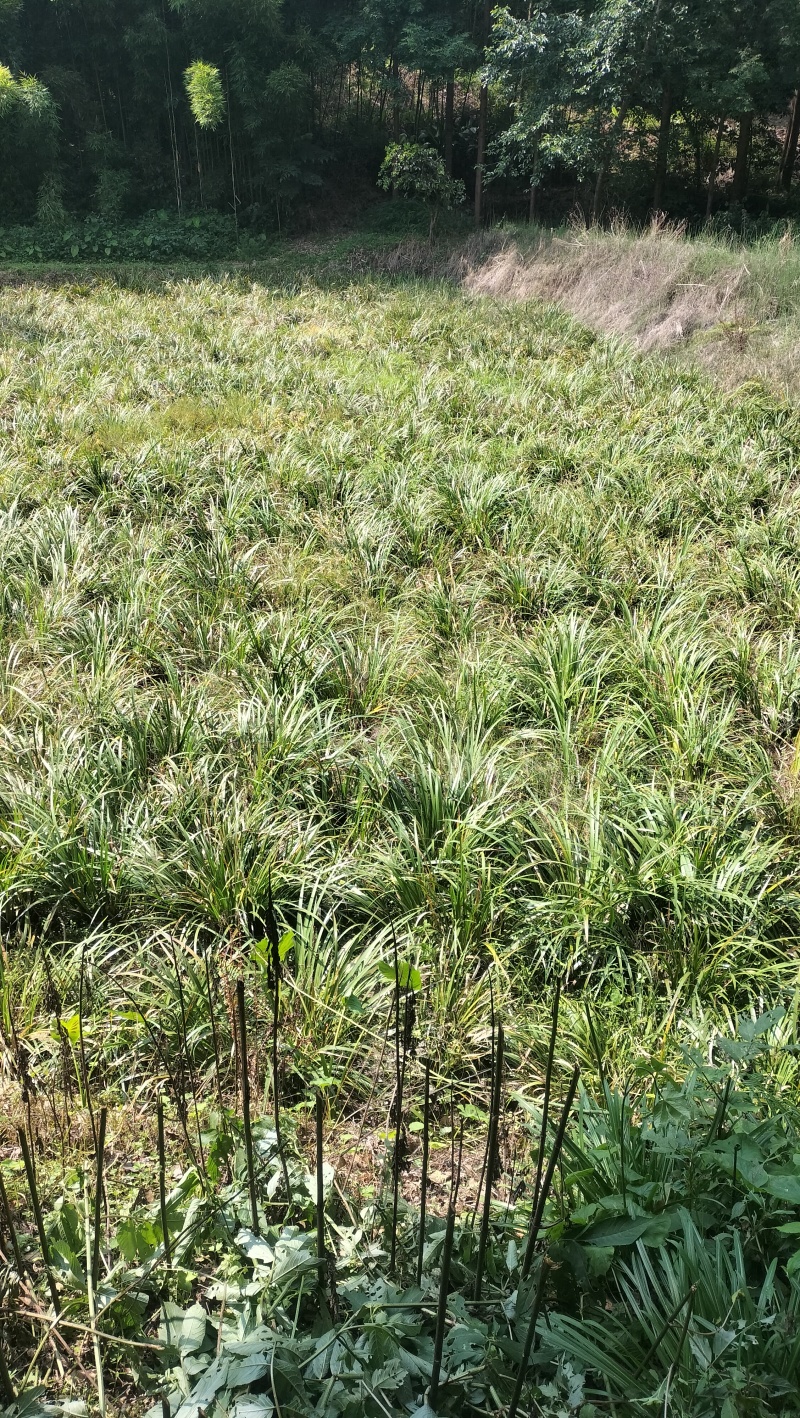 红心宽叶石菖蒲苗野生种植带泥带根新鲜现挖现发石菖蒲种苗
