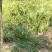 红心宽叶石菖蒲苗野生种植带泥带根新鲜现挖现发石菖蒲种苗