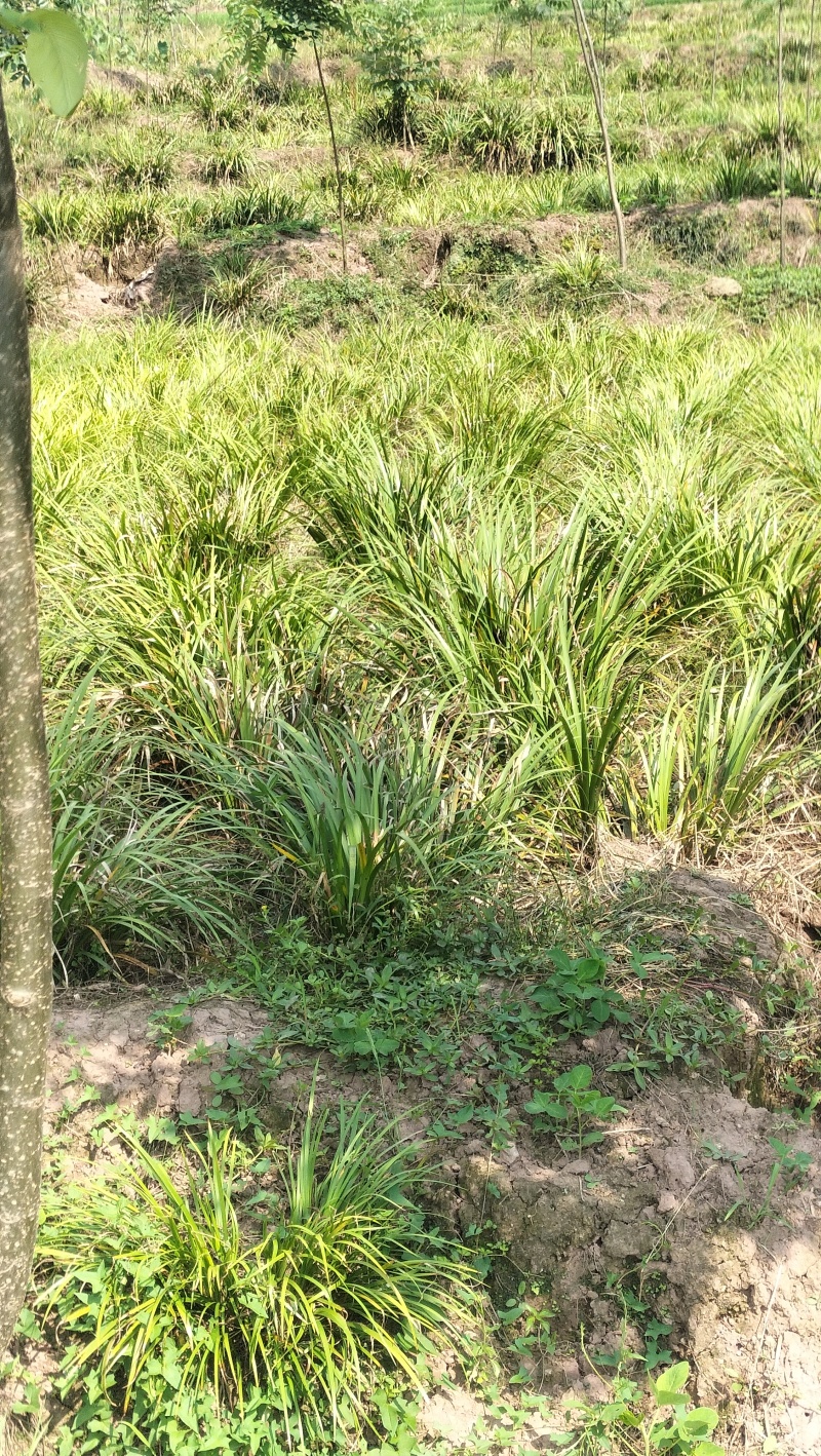 红心宽叶石菖蒲苗野生种植带泥带根新鲜现挖现发石菖蒲种苗