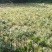 红心宽叶石菖蒲苗野生种植带泥带根新鲜现挖现发石菖蒲种苗