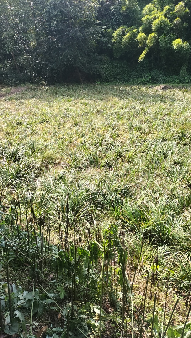 红心宽叶石菖蒲苗野生种植带泥带根新鲜现挖现发石菖蒲种苗