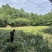 红心宽叶石菖蒲苗野生种植带泥带根新鲜现挖现发石菖蒲种苗