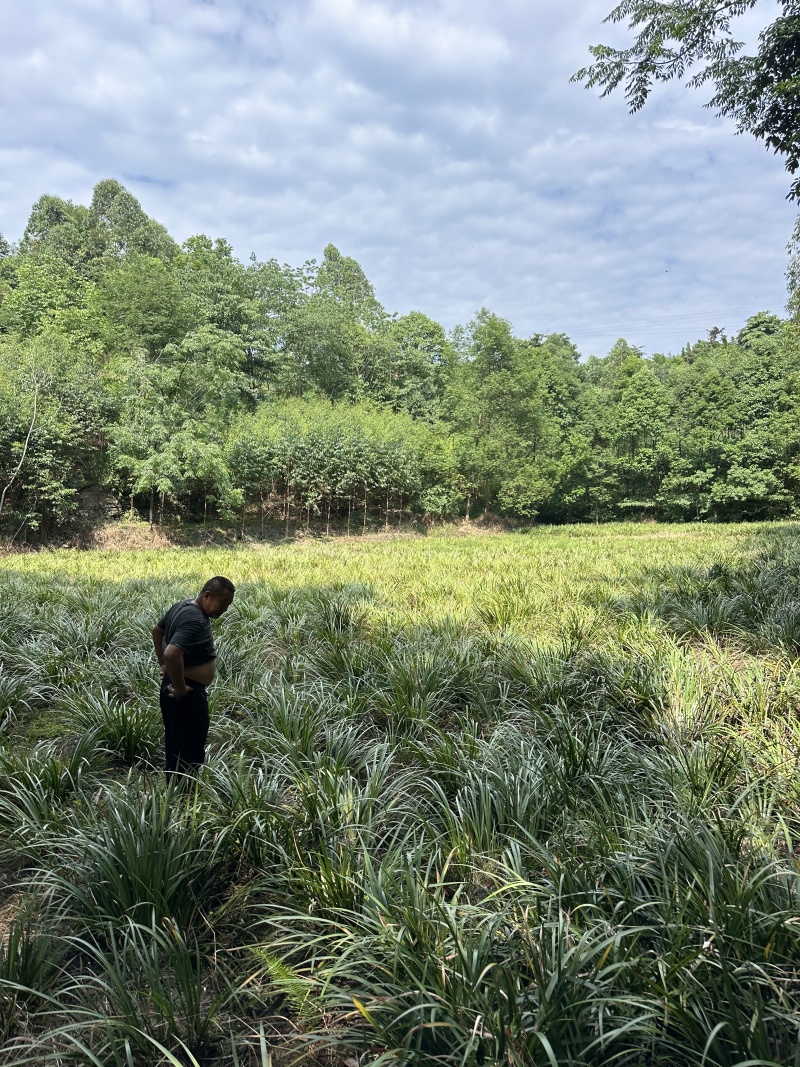 红心宽叶石菖蒲苗野生种植带泥带根新鲜现挖现发石菖蒲种苗