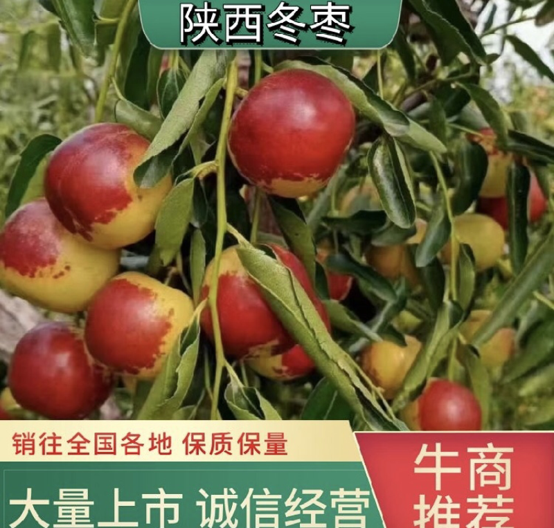 陕西冬枣大荔冬枣产地直发欢迎各位老板大量供应来