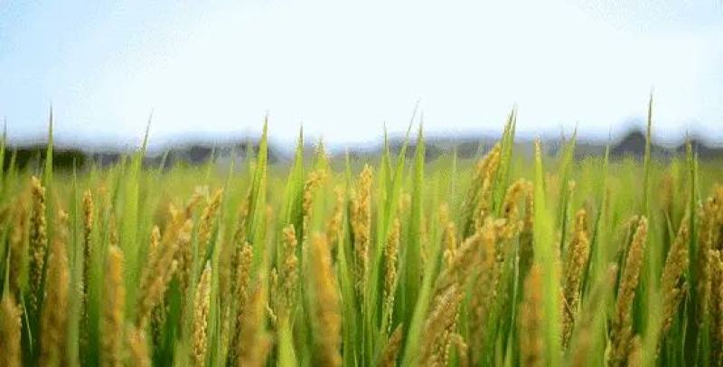 源自世界长寿之乡如皋大米梓鹏5055米5公斤真空包装