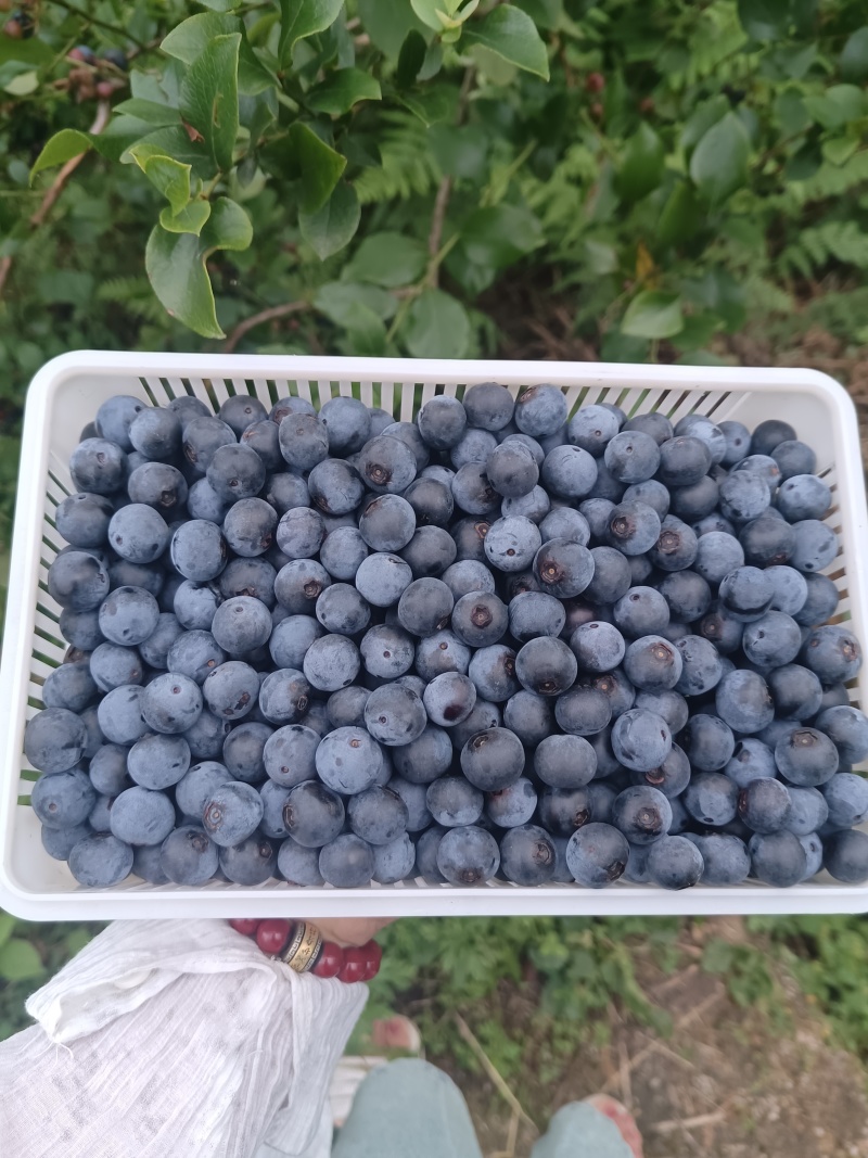 基地直发蓝莓冻果支持批量采购量大优惠