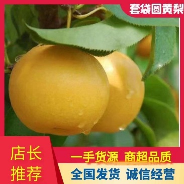 砀山圆黄套袋梨，大量上市，对接各大市场电商，一条龙服务。