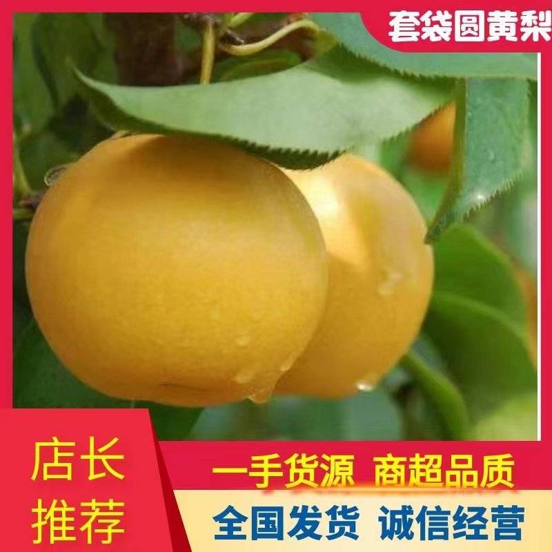 砀山圆黄套袋梨，大量上市，对接各大市场电商，一条龙服务。