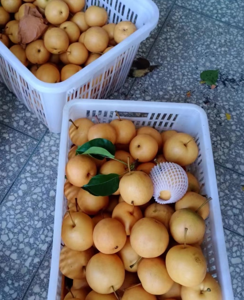 砀山圆黄套袋梨，大量上市，对接各大市场电商，一条龙服务。