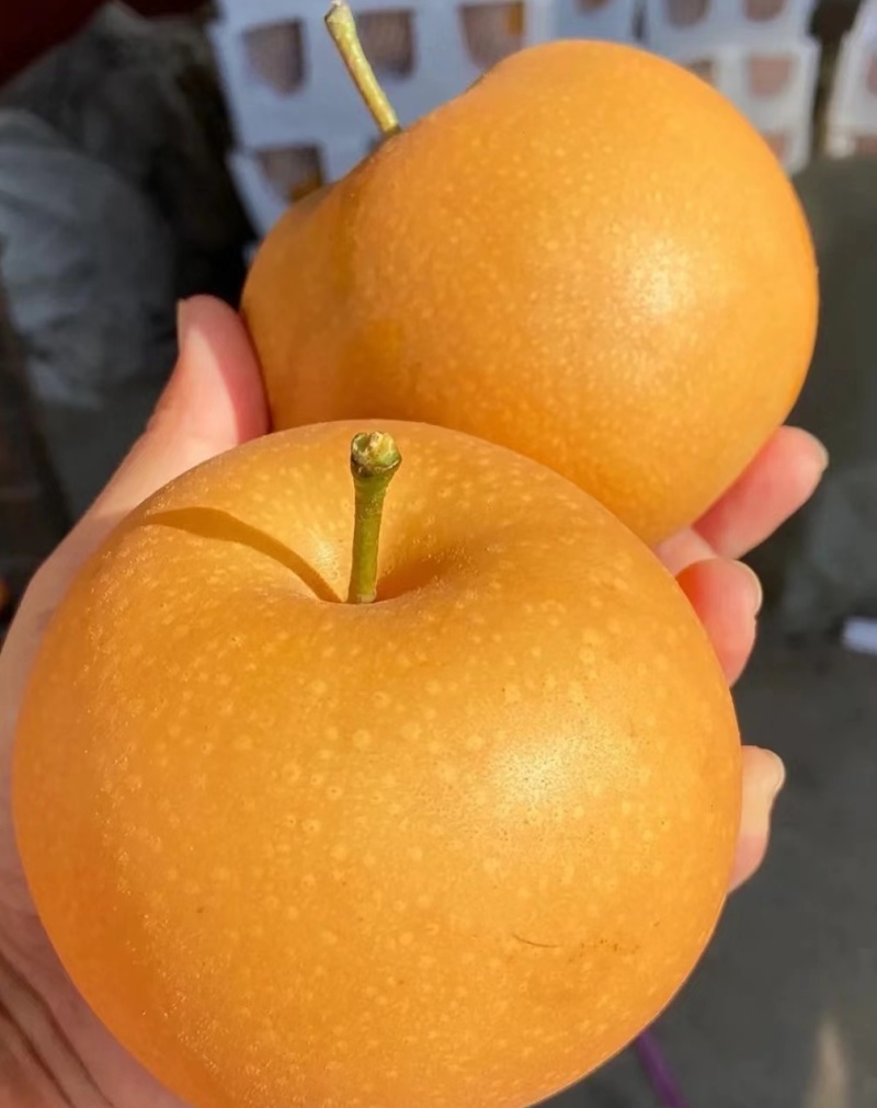 砀山圆黄套袋梨，大量上市，对接各大市场电商，一条龙服务。